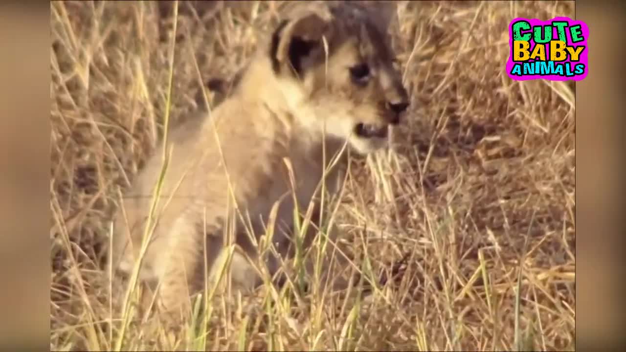 Cutest Lion Cubs Roar Telling That He is a King - Baby Lion Roaring