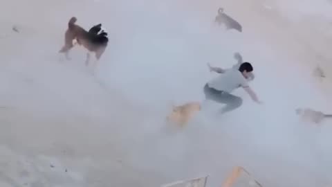 Dogs vs Man