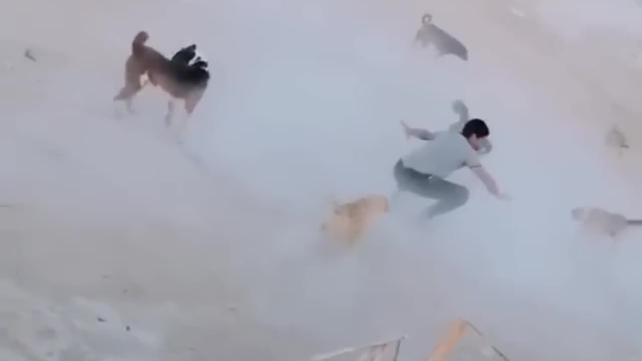 Dogs vs Man