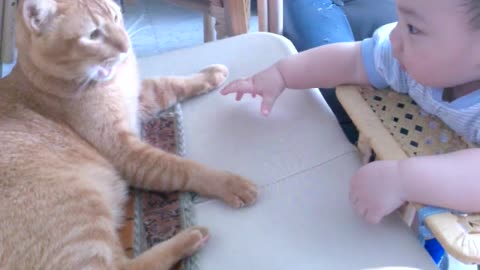 Baby cry when the cat starts to leave