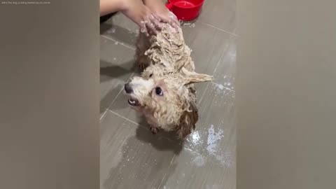 You Laugh You Lose New Funny Catss
