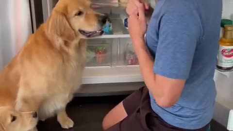 Teach your dog to fetch a beer!