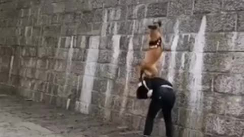 Dog training