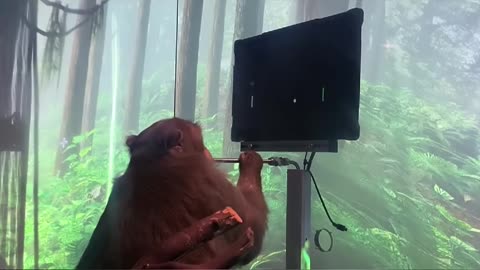 Monkey Plays Pong with Neuralink Mind Control!