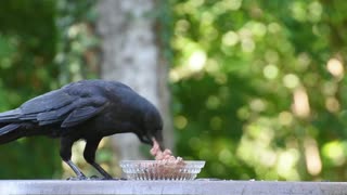 Raven eating