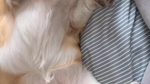 This nest is so comfortable! Makes me sleep a lot better!