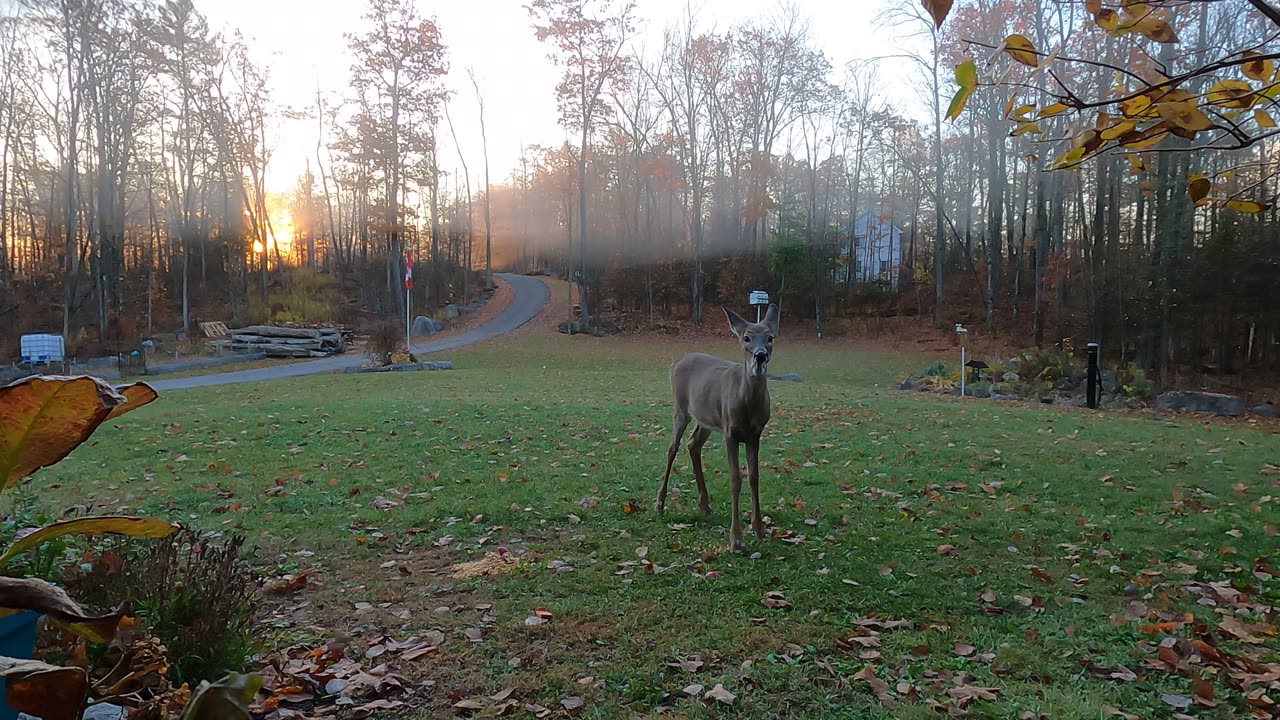 Deer for breakfast, ummm