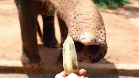 Funny elephant watch this how man eating
