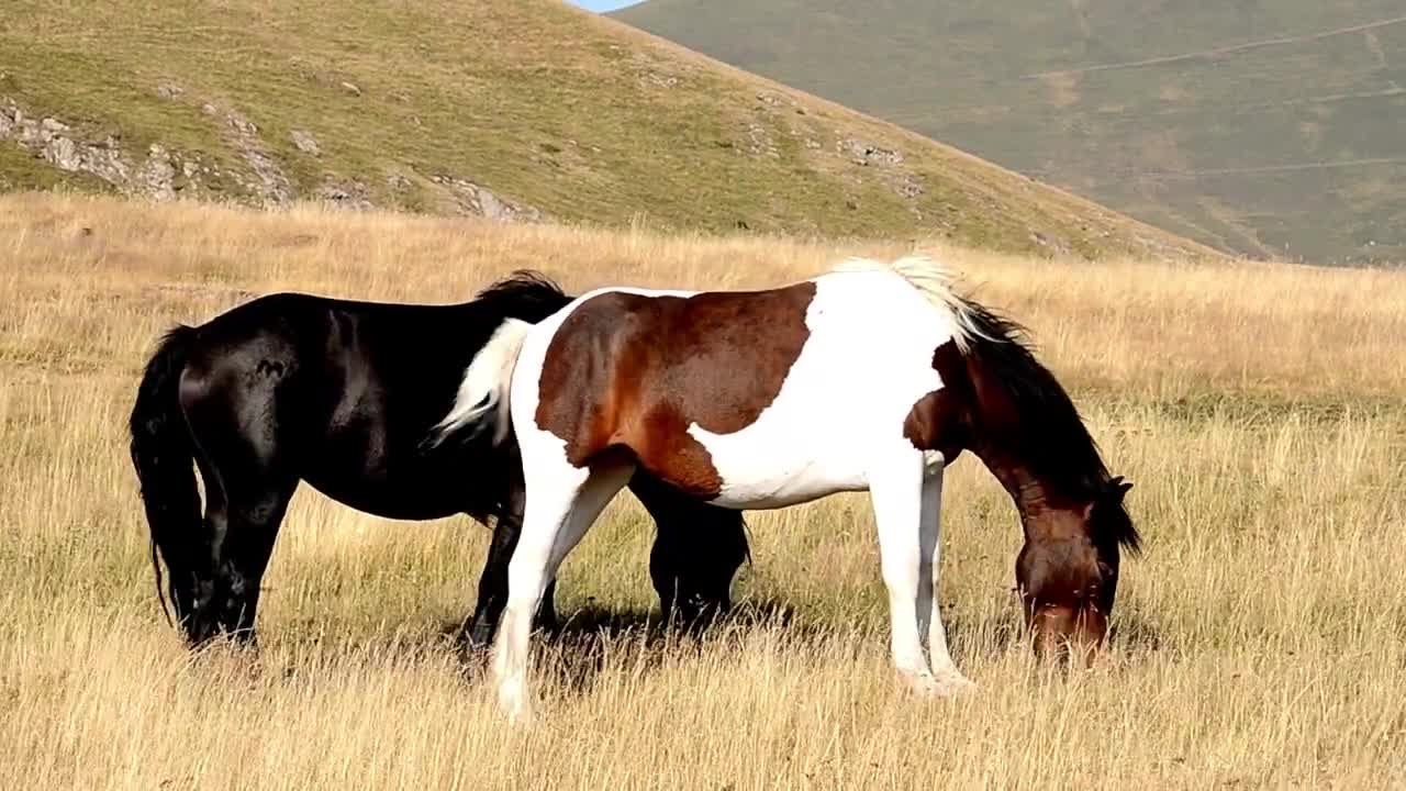 8 MINUTES of BEAUTIFUL PAINT HORSES