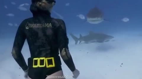 👆Face to Face with a Shark😳