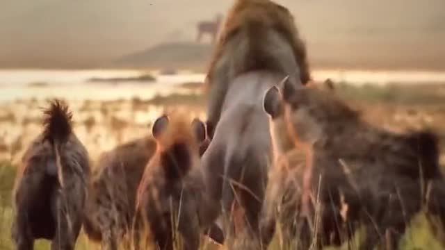 Lions VS hyenas