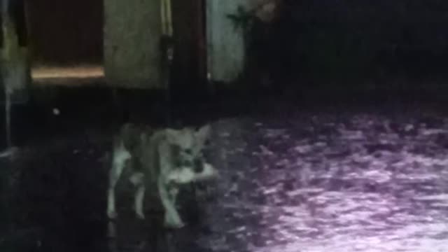 Mamma Dog Protects Puppy During Typhoon