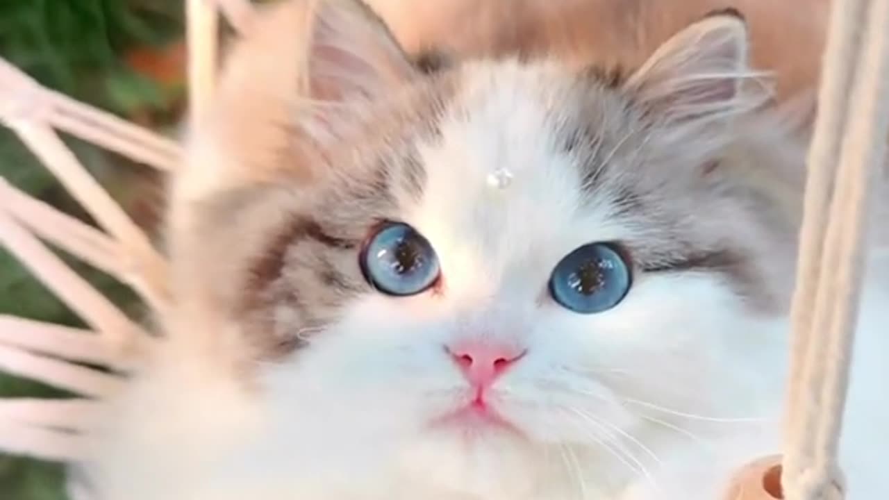 "Swingin' Paws: Watch this Cute Cat Conquer the Playground!"