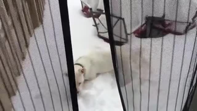 Cat and dog vs snow