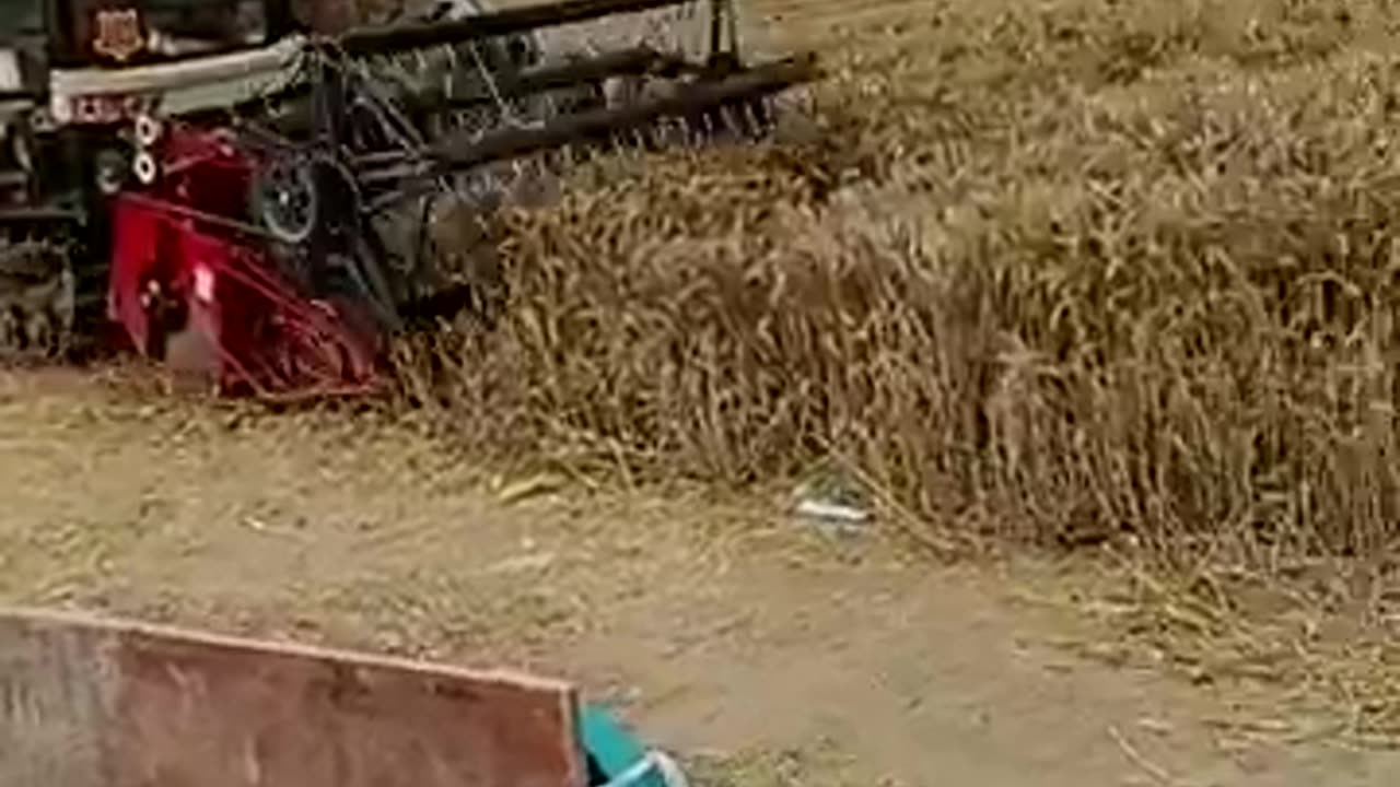 harvesting rice #agrimachinery #agriculture
