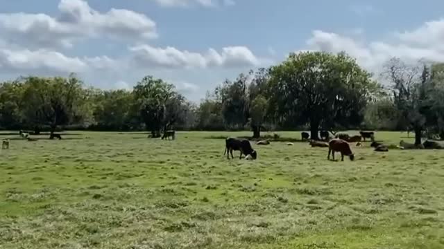 Another busy day at Venus Ranch