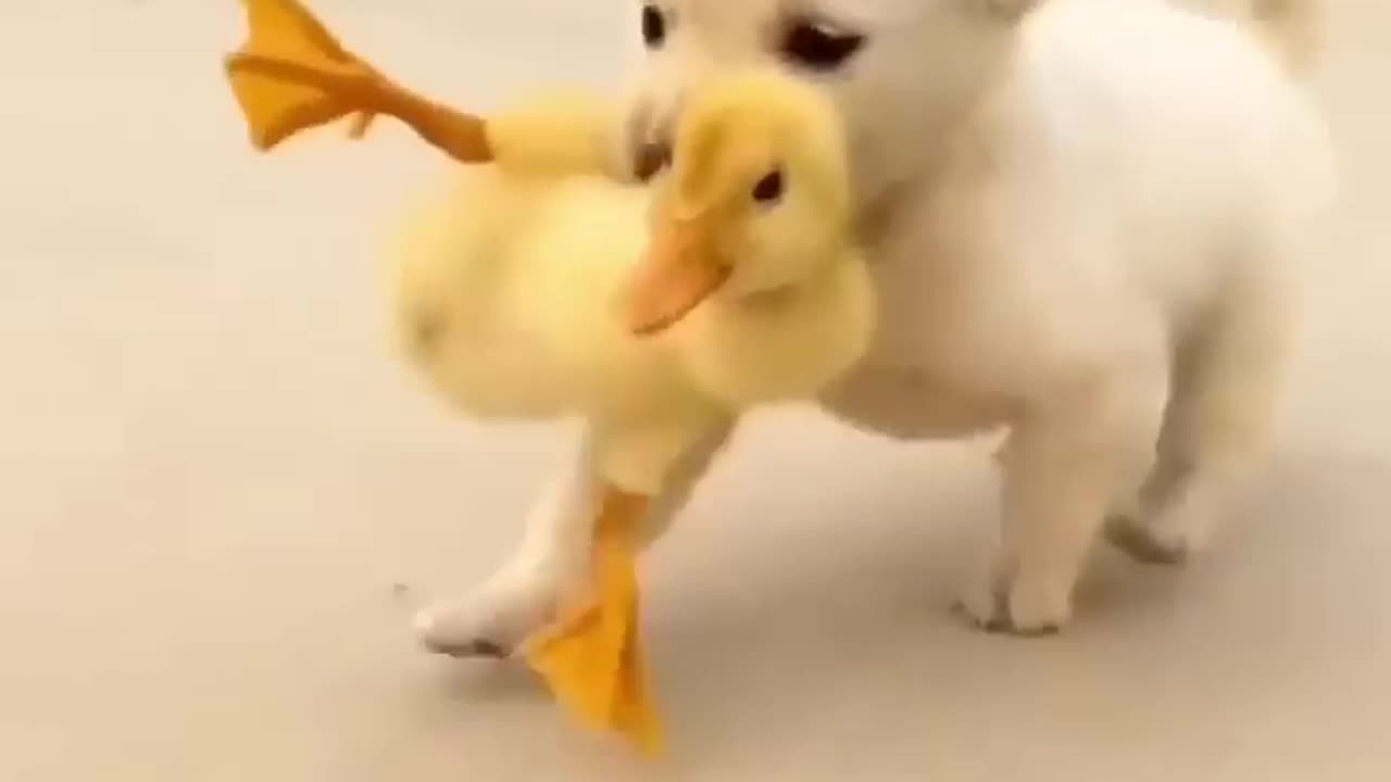 🐾Puppy and ducklings🐾