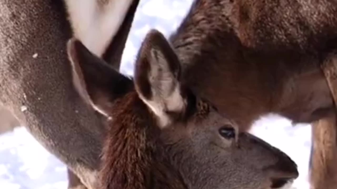 Amazing Arctic animals