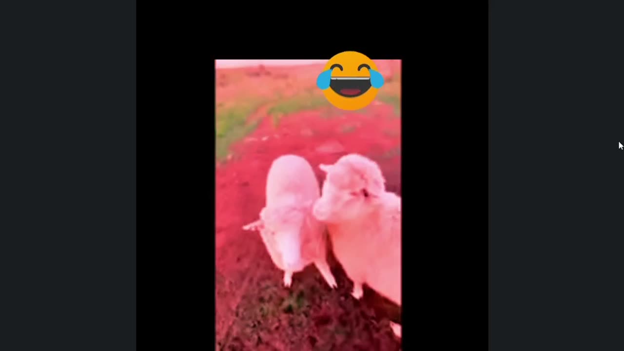 Hilarious videos 2