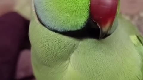 Parrot is talking