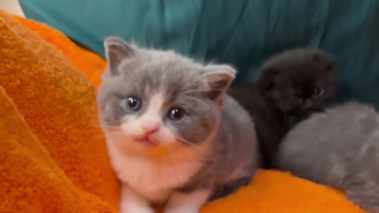 Cute Kittens