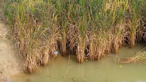 This is the India's farmers field