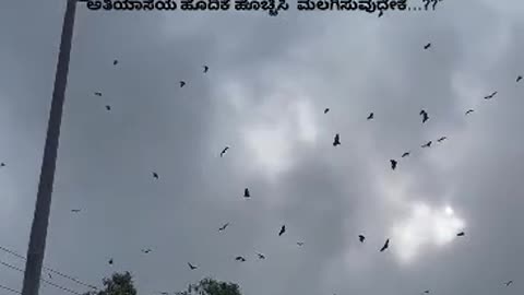 Kannada video