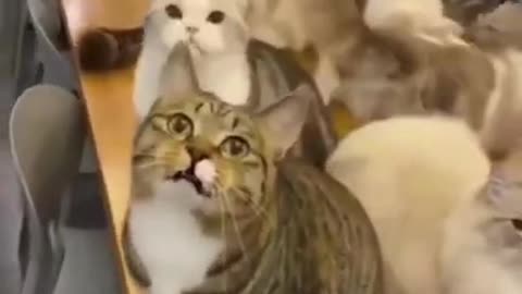 Funny and viral videos of cat cutw