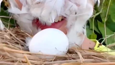 chicken egg