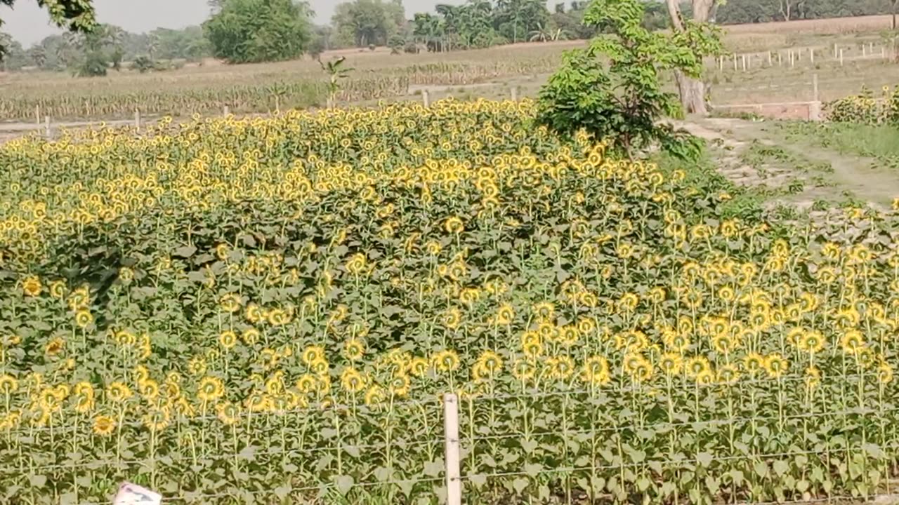 Sun 🌞 flower 🌼 natural video