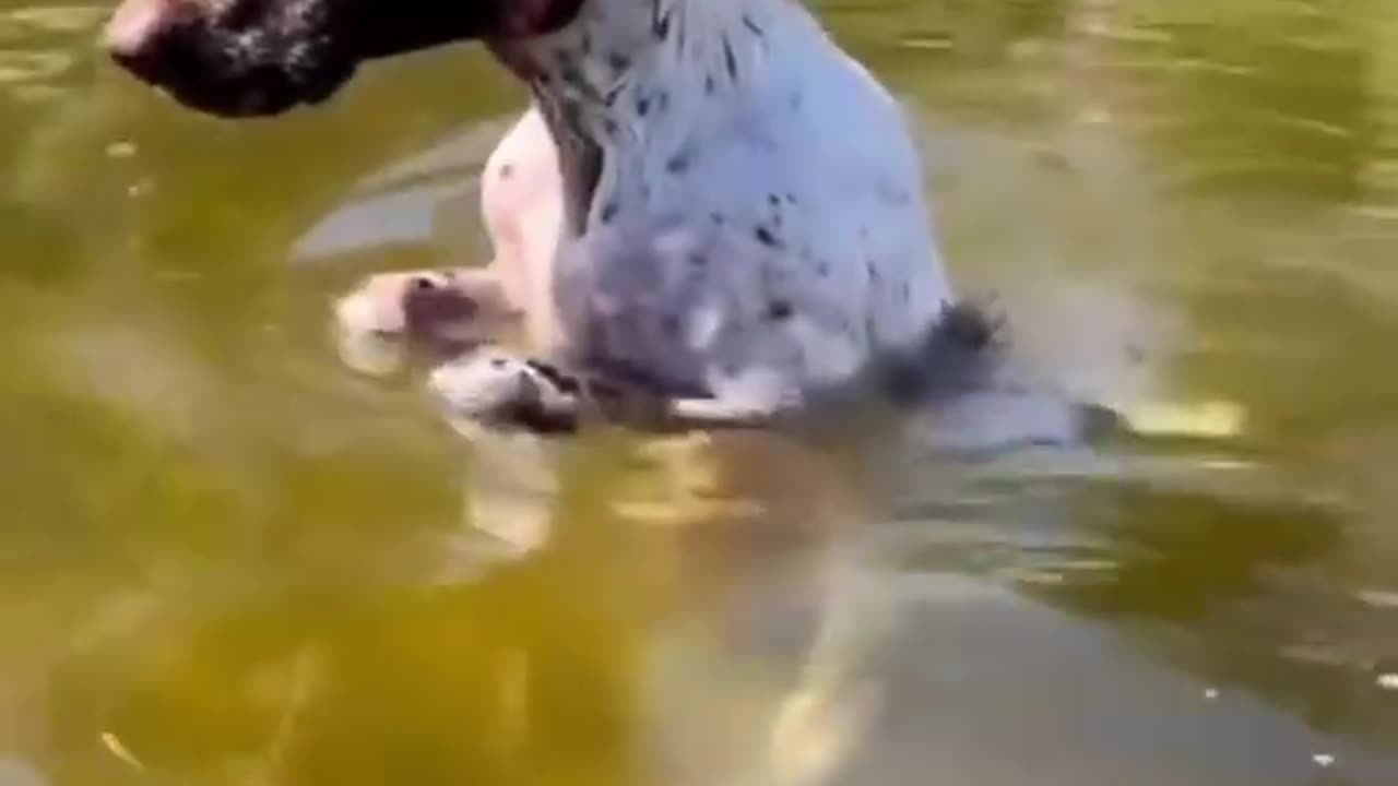 Funny animals 2025π - Funniest Cats and Dogs Videoππ192 #shorts.mp4