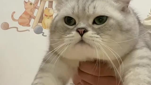 Show from cat