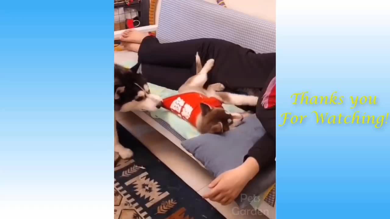 Funniest Animals - Best Of The Funny Animal Videos.. 🤣🐶