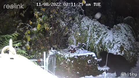 Bear Heads To The Backyard