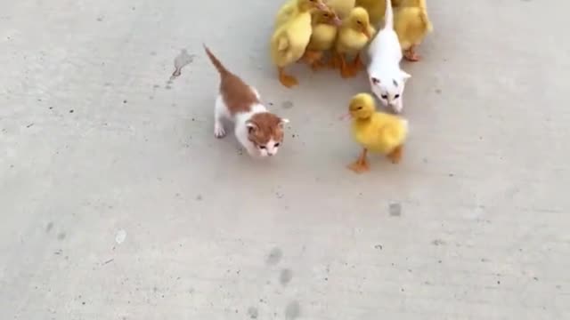 A lot of friends, I am so happy