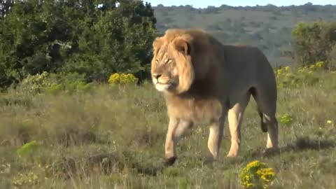 huge 4 years old male lion