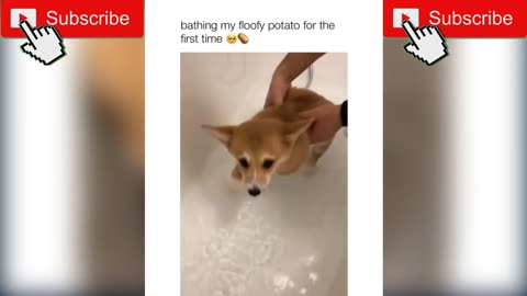 Funny animal video