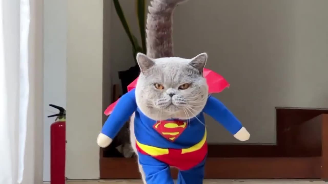 Supercat walks