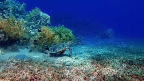 Relaxing Music with nature and ocean waves
