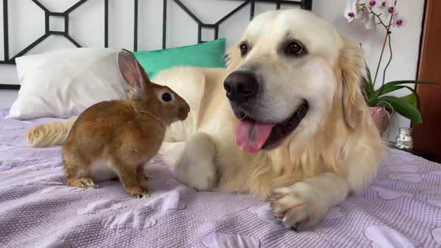 Golden Retriever Shows his Love for the Rabbit