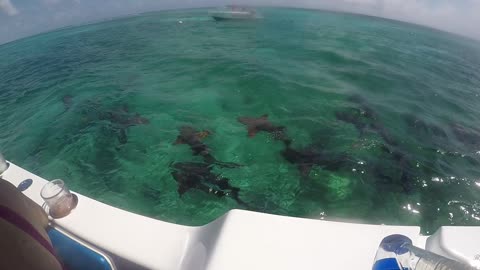 Shark Ray Alley Hol Chan Marine Reserve Belize