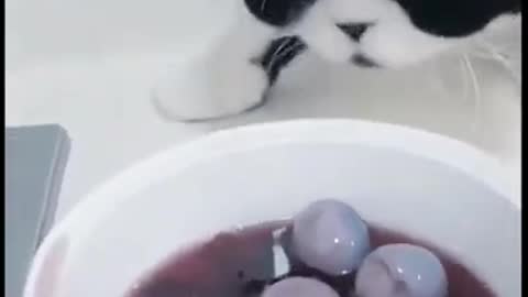 suuuper funny animals 2022!!