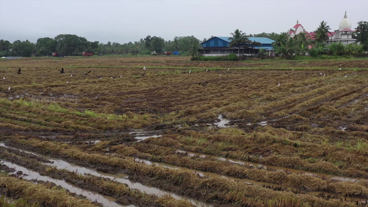 Kuttanad - the Rice Bowl of Kerala