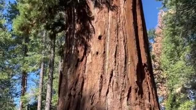 The tree is huge