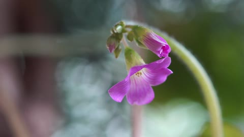 Flowers in the morning