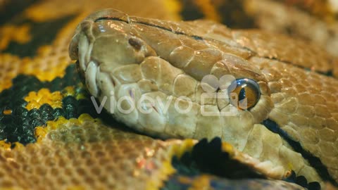 Python Head Close Up