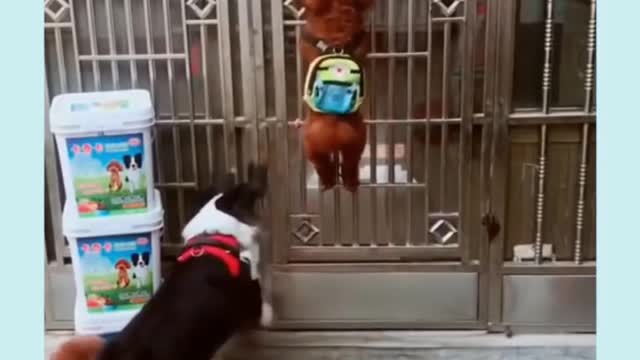 funny and cute dog helping each other !! little dog doing help for his big bro