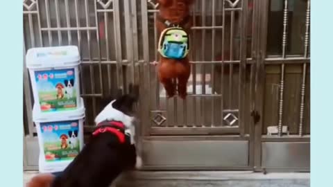 funny and cute dog helping each other !! little dog doing help for his big bro