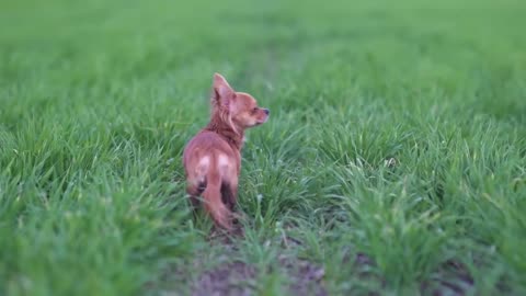 Types of chihuahua