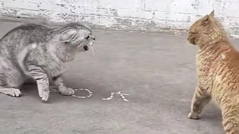 Cute and funny cat video.